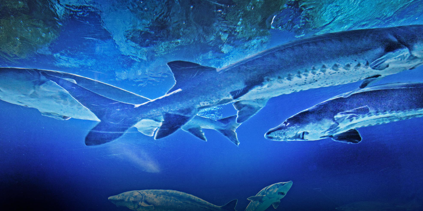 Columbia River sturgeon Fish